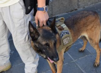 Luna bewacht den Präsidenten