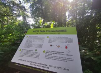 Costa Ricas Mini-Bienen