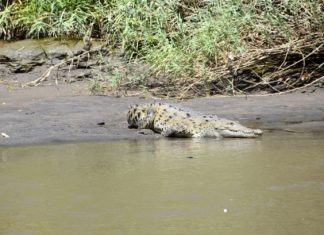 Costa Rica: In Palo Verde Auge in Auge mit den Krokodilen