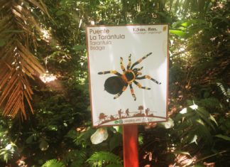 Rotknie Vogelspinnen in Costa Rica