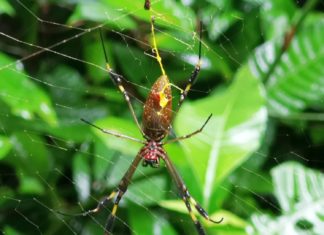36.000 Arten von Webspinnen!