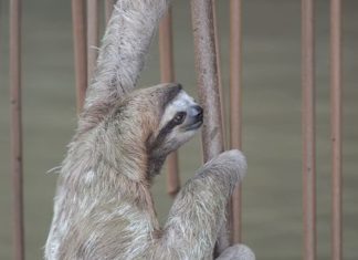 Faultiere – Die Ruhe selbst!