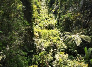 Spende aus Deutschland: 10.000 Bäume