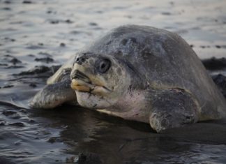 Meeresschildkröten kommen zur Eiablage!