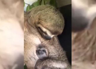 Extrem niedlich! Faultiermama und Faultierbaby