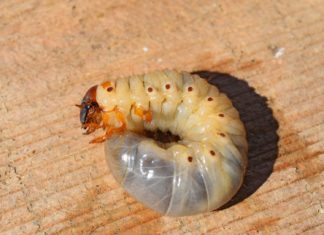 Essbare Insekten – Ein neuer Markt für Costa Rica?