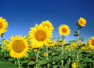 Das wohl größte Sonnenblumenfeld Mittelamerikas