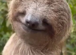 Exzellenter Schnappschuß: Extrem süßes Faultier!