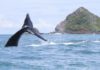 Costa Rica: Ballena Marine National Park