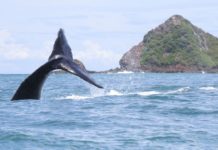 Costa Rica: Ballena Marine National Park