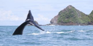 Costa Rica: Ballena Marine National Park