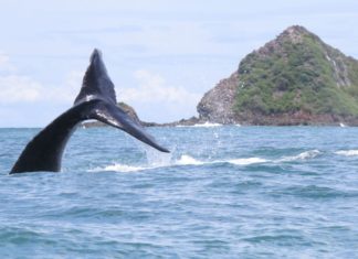 Costa Rica: Ballena Marine National Park