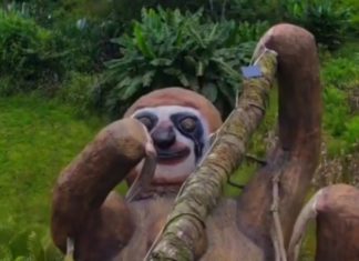 Das wohl größte Faultier der Welt