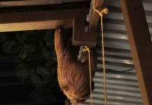 Faultier bei Restaurantbesuch in Limón!