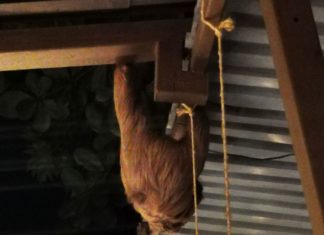 Faultier bei Restaurantbesuch in Limón!