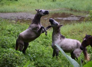 Der 4. Oktober ist Welttierschutztag!