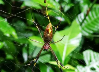 Die Goldene Seidenspinne in Costa Rica