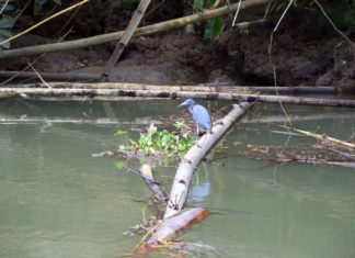 Am Südpazifik: Mangroventour in Sierpe